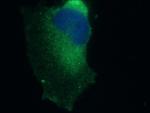 CEP89 Antibody in Immunocytochemistry (ICC/IF)