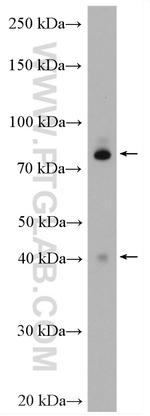 CEP89 Antibody in Western Blot (WB)