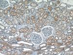 GPR108 Antibody in Immunohistochemistry (Paraffin) (IHC (P))