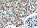 GPR108 Antibody in Immunohistochemistry (Paraffin) (IHC (P))