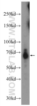 GPR108 Antibody in Western Blot (WB)