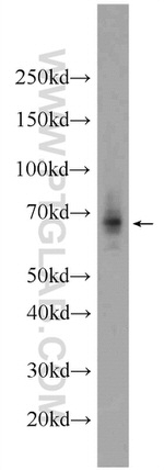 GPR108 Antibody in Western Blot (WB)