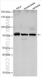 ARMC2 Antibody in Western Blot (WB)