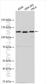 FARP1 Antibody in Western Blot (WB)