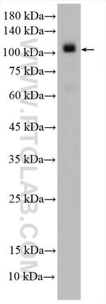FARP1 Antibody in Western Blot (WB)