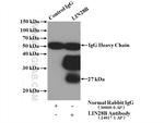 LIN28B Antibody in Immunoprecipitation (IP)