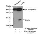 CXorf56 Antibody in Immunoprecipitation (IP)