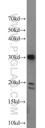 CXorf56 Antibody in Western Blot (WB)