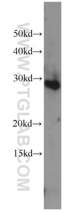 CXorf56 Antibody in Western Blot (WB)