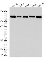 GALNT8 Antibody in Western Blot (WB)