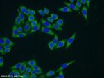 CCDC105 Antibody in Immunocytochemistry (ICC/IF)