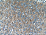 ARMC7 Antibody in Immunohistochemistry (Paraffin) (IHC (P))
