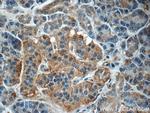 ARMC7 Antibody in Immunohistochemistry (Paraffin) (IHC (P))
