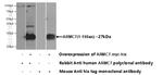 ARMC7 Antibody in Western Blot (WB)