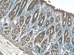 CMC1 Antibody in Immunohistochemistry (Paraffin) (IHC (P))