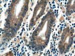 CMC1 Antibody in Immunohistochemistry (Paraffin) (IHC (P))