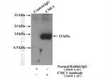 CMC1 Antibody in Immunoprecipitation (IP)