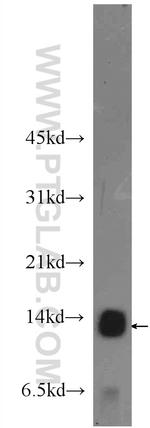 CMC1 Antibody in Western Blot (WB)