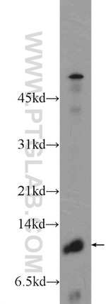 CMC1 Antibody in Western Blot (WB)