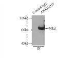 ANKRD57 Antibody in Immunoprecipitation (IP)