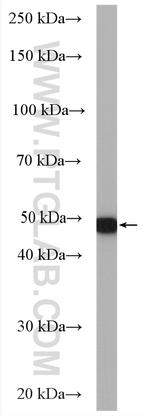 KRT23 Antibody in Western Blot (WB)