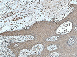 KRT23 Antibody in Immunohistochemistry (Paraffin) (IHC (P))