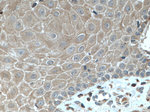 KRT23 Antibody in Immunohistochemistry (Paraffin) (IHC (P))