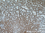 ANKS3 Antibody in Immunohistochemistry (Paraffin) (IHC (P))