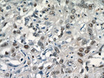 SGF29 Antibody in Immunohistochemistry (Paraffin) (IHC (P))