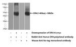DR4 Antibody in Western Blot (WB)