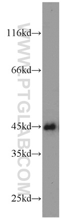 C9orf41 Antibody in Western Blot (WB)