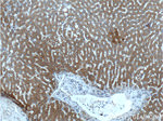 ITIH4 Antibody in Immunohistochemistry (Paraffin) (IHC (P))