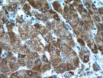 ITIH4 Antibody in Immunohistochemistry (Paraffin) (IHC (P))
