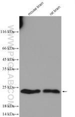 Rac1 Antibody in Western Blot (WB)