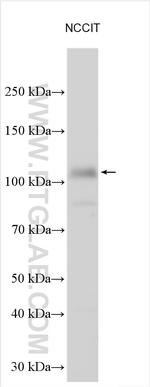 ZNF281 Antibody in Western Blot (WB)