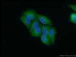 NT5DC1 Antibody in Immunocytochemistry (ICC/IF)