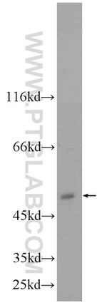 NT5DC1 Antibody in Western Blot (WB)