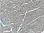 HACE1 Antibody in Immunohistochemistry (Paraffin) (IHC (P))