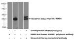 MAGEF1 Antibody in Western Blot (WB)