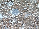 SIL1 Antibody in Immunohistochemistry (Paraffin) (IHC (P))