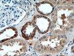 SIL1 Antibody in Immunohistochemistry (Paraffin) (IHC (P))