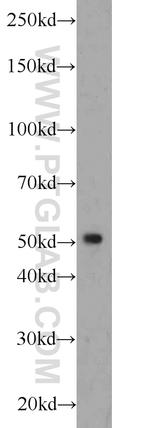 SIL1 Antibody in Western Blot (WB)