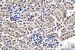 NUP214 Antibody in Immunohistochemistry (Paraffin) (IHC (P))