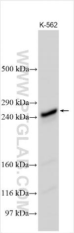 NUP214 Antibody in Western Blot (WB)