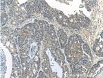 CYS1 Antibody in Immunohistochemistry (Paraffin) (IHC (P))
