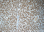 TMEM59 Antibody in Immunohistochemistry (Paraffin) (IHC (P))