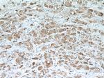 TMEM59 Antibody in Immunohistochemistry (Paraffin) (IHC (P))