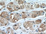 TMEM59 Antibody in Immunohistochemistry (Paraffin) (IHC (P))