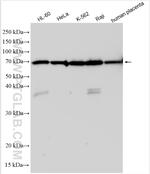 CD320 Antibody in Western Blot (WB)