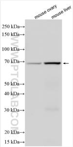 Collagen Type IX Antibody in Western Blot (WB)